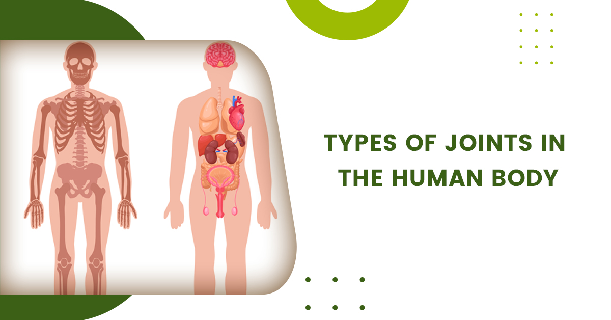 Types of Joints in The Human Body